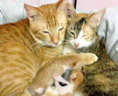 子猫達が生まれたのがとっても嬉しくて… 母猫と一緒に子育てをする父猫の姿に心が温まる (*´ェ`*)♡