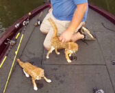 魚かと思ったら子猫だった！ ボートに向かって泳いできた2匹の子猫達を助けると、たくさんの幸せを届けてくれた