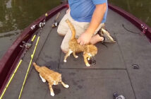 川を泳いで来た子猫達