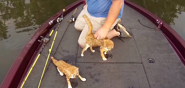 川を泳いで来た子猫達