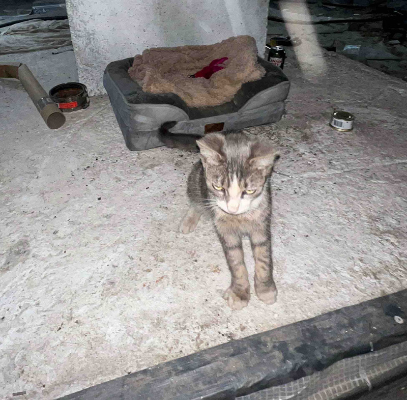 建設現場で過ごす猫