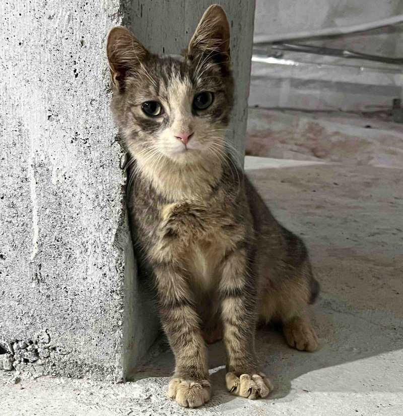 建設現場で暮らす猫