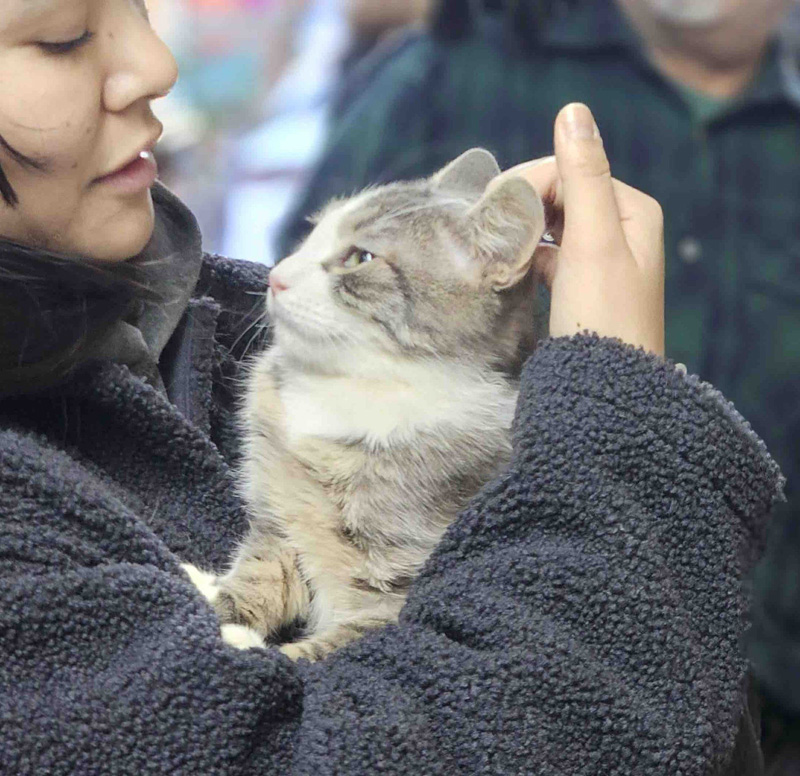 抱っこされる猫
