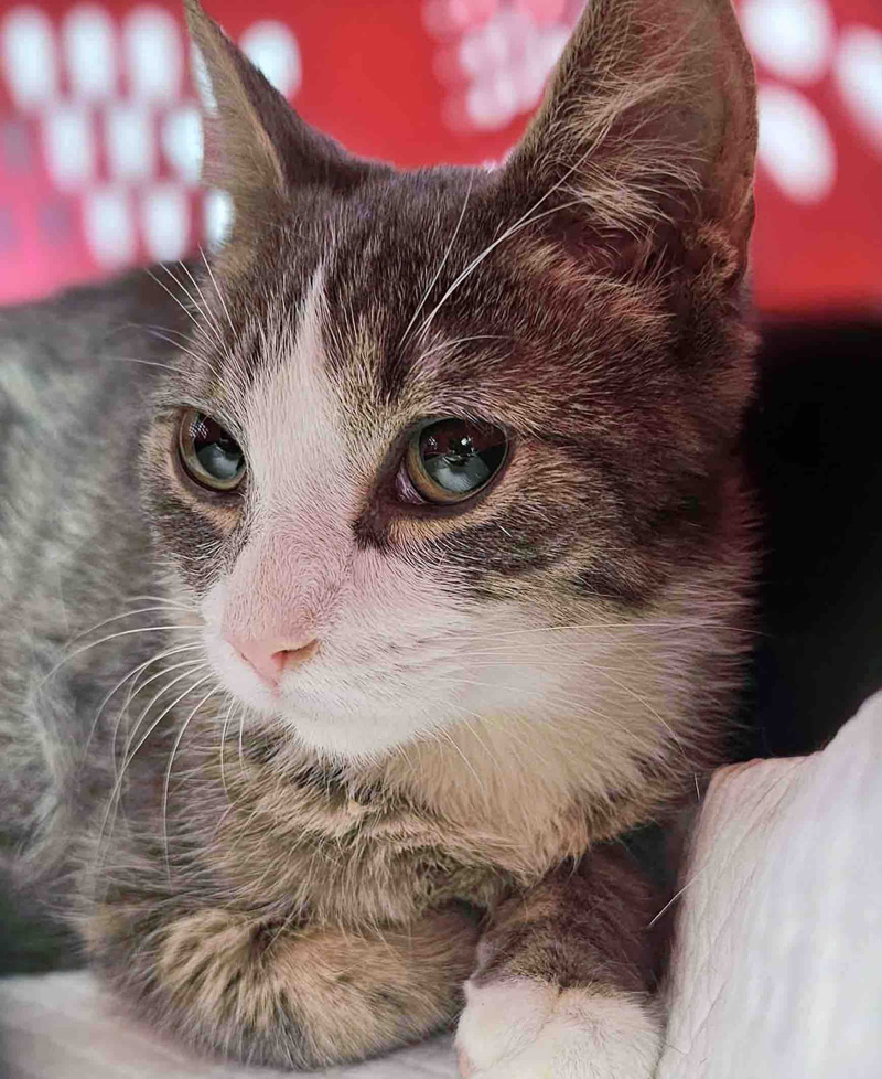 キャリーの中の猫