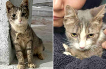 作業員の後をついて回った猫