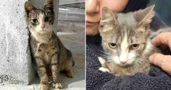 自分の願いが叶うまで、ずっと建設現場の作業員の後をついて回った野良猫。ついに念願の日を迎えると幸せに満たされる! 作業員の後をついて回った猫