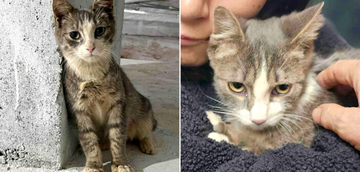 作業員の後をついて回った猫