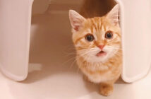 飼い主さんを心配する子猫