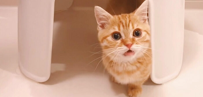 飼い主さんを心配する子猫