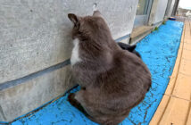 壁に向かってふてくされる猫