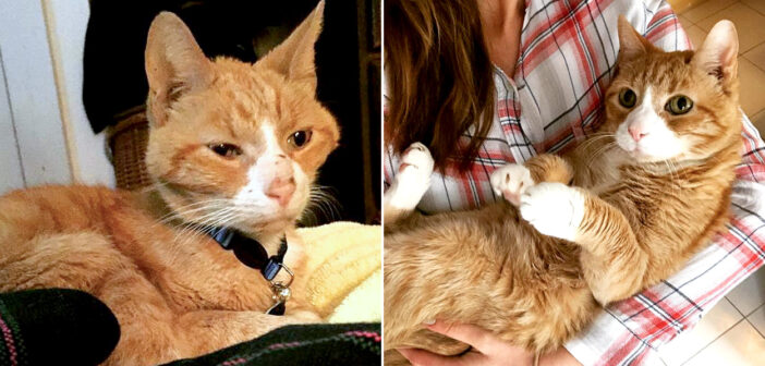 公園で見つかったガリガリに痩せ細った老猫。保護の6ヶ月後に見せてくれた幸せそうな姿に思わず胸が熱くなる