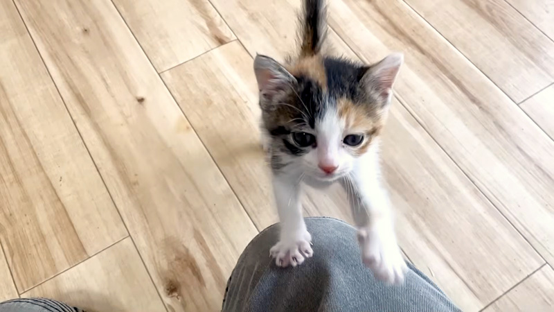 ご飯の時間になるとソワソワする子猫