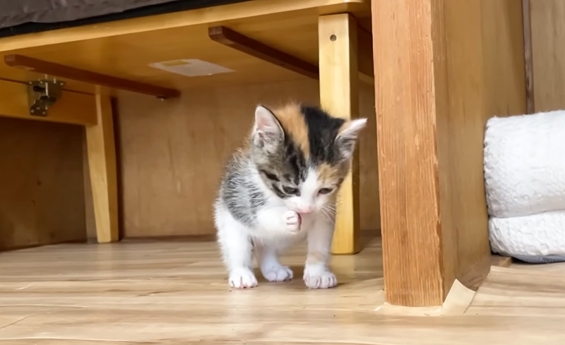 食後のお手入れをする子猫