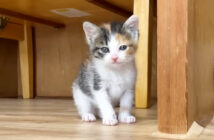 ご飯の時間になるとソワソワする子猫