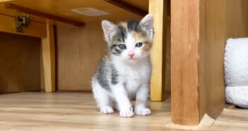 ご飯の時間になるとソワソワする子猫