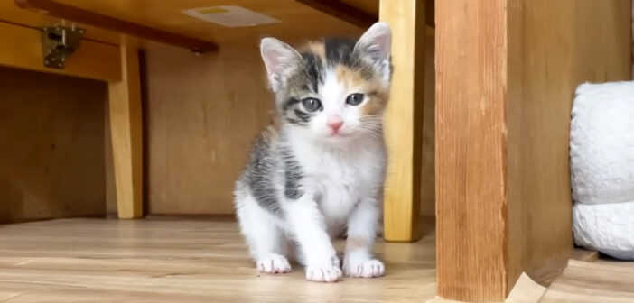 ご飯の時間になるとソワソワする子猫