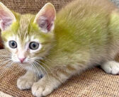 家族に迎えることに決めた子猫に初めて会った男性。子猫の毛が緑色だと分かって衝撃を受ける (*ﾟ0ﾟ)！