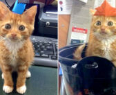 子猫の大きさのまま成長が止まった猫。自分を愛してくれる家族との出会いが、その後の人生を大きく変える