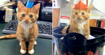 子猫の大きさのまま成長が止まった猫。自分を愛してくれる家族との出会いが、その後の人生を大きく変える 成長できない子猫