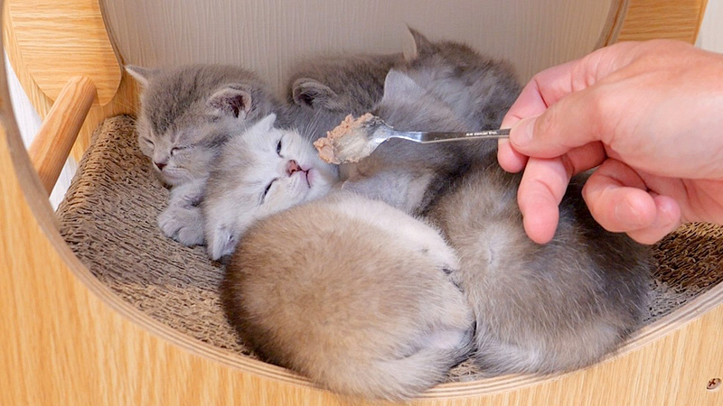 初めて離乳食に挑戦した子猫達