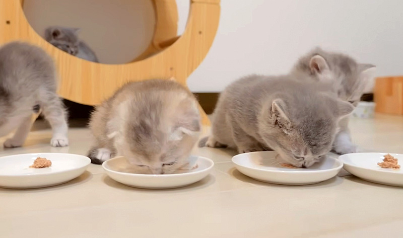 離乳食を食べる子猫達