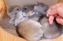 初めて離乳食に挑戦した子猫達