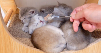 初めて離乳食に挑戦した子猫達