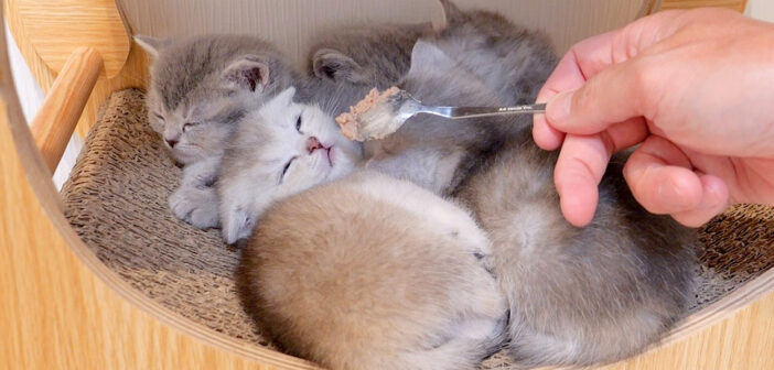 初めて離乳食に挑戦した子猫達