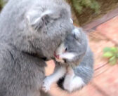 子猫を咥えて運んでいくお母さん。最高の寝床を発見して、子猫と一緒に飛び込んでいく様子がとっても可愛かった♡