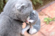 子猫を運ぶ母猫