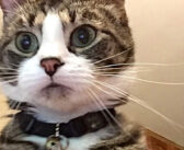 パスワードを3回間違えると、写真を自動で撮るパソコン。そこに写っていたのは、とっても可愛い犯人の姿でした♪