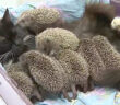 ハリネズミの赤ちゃんと猫