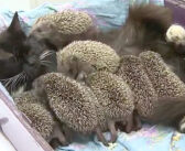 お母さんを失った後、ミルクを飲まなくなったハリネズミの赤ちゃん。愛情深い母猫の行動が衰弱した幼い命を救い出す！