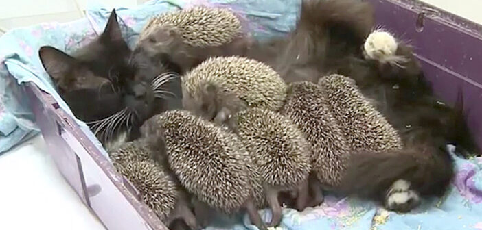 お母さんを失った後、ミルクを飲まなくなったハリネズミの赤ちゃん。愛情深い母猫の行動が衰弱した幼い命を救い出す！