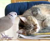 どうしても猫と遊びたいハトが、至近距離から目覚ましコール！ 大音量のアラームに対する猫の反応が優しかった♡