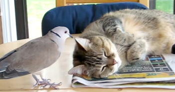 ハトと猫
