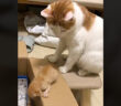 子猫を箱に入れる母猫
