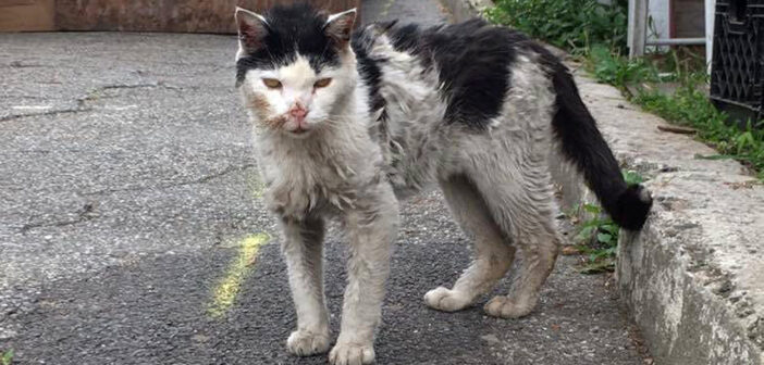 フラフラの状態で通りかかった女性に助けを求めた猫。差し伸べられた手に愛情を感じて、幸せな毎日を歩み始める