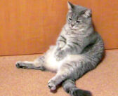 「何だか退屈だにゃ〜…」両手を合わせてお腹をポンポン。時間を持て余した猫さんの行動が可愛かった ( *´艸｀)♡