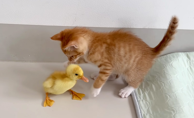 アヒルのヒナと遊ぶ子猫