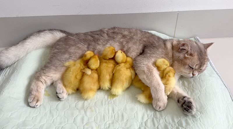 猫に甘えるヒナ達