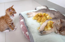 猫に甘えるヒナ達にビックリする子猫