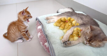 猫に甘えるヒナ達にビックリする子猫