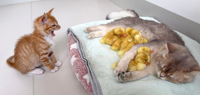 猫に甘えるヒナ達にビックリする子猫