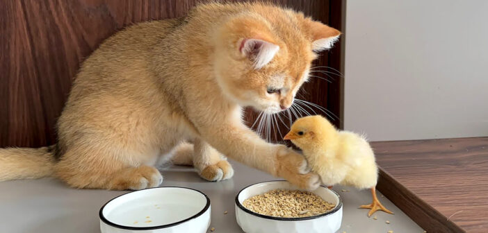 ヒヨコに食事のマナーを教える子猫