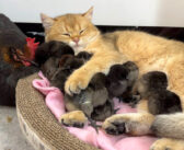 ヒヨコ達をしっかりと抱いて優しく寝かしつける子猫。そんな子育て上手な子猫の様子に、めんどりも思わずビックリ!