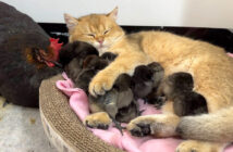 ヒヨコ達を寝かしつける子猫