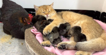 ヒヨコ達をしっかりと抱いて優しく寝かしつける子猫。そんな子育て上手な子猫の様子に、めんどりも思わずビックリ! ヒヨコ達を寝かしつける子猫