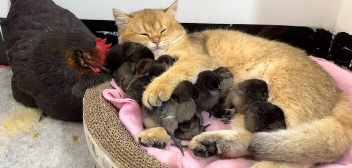 ヒヨコ達をしっかりと抱いて優しく寝かしつける子猫。そんな子育て上手な子猫の様子に、めんどりも思わずビックリ！