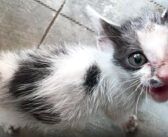 道路脇で衰弱して倒れ、助けを求めて鳴いていた子猫。保護から3ヶ月後の元気な姿に胸が熱くなる